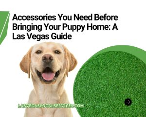 dog accessories