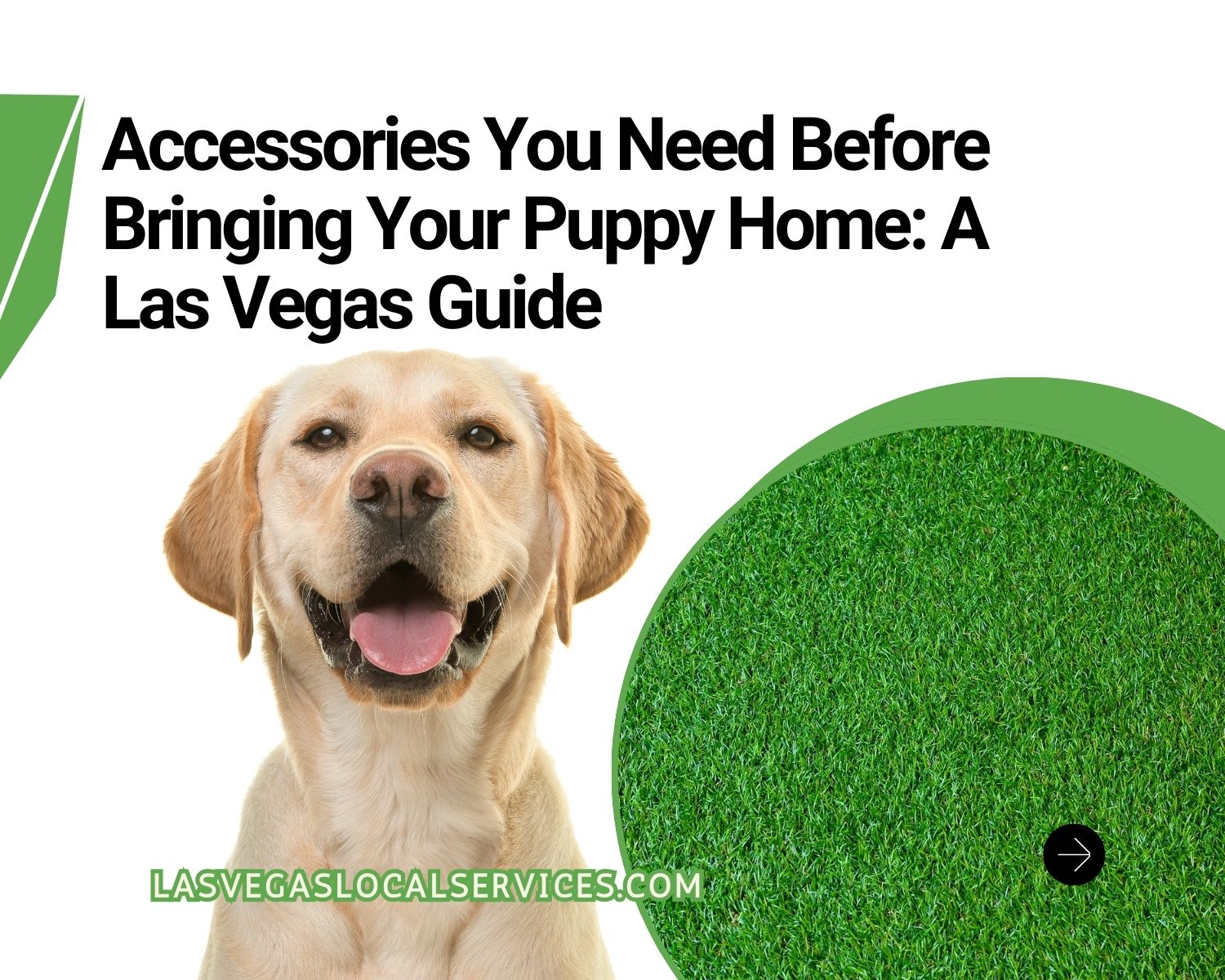 dog accessories